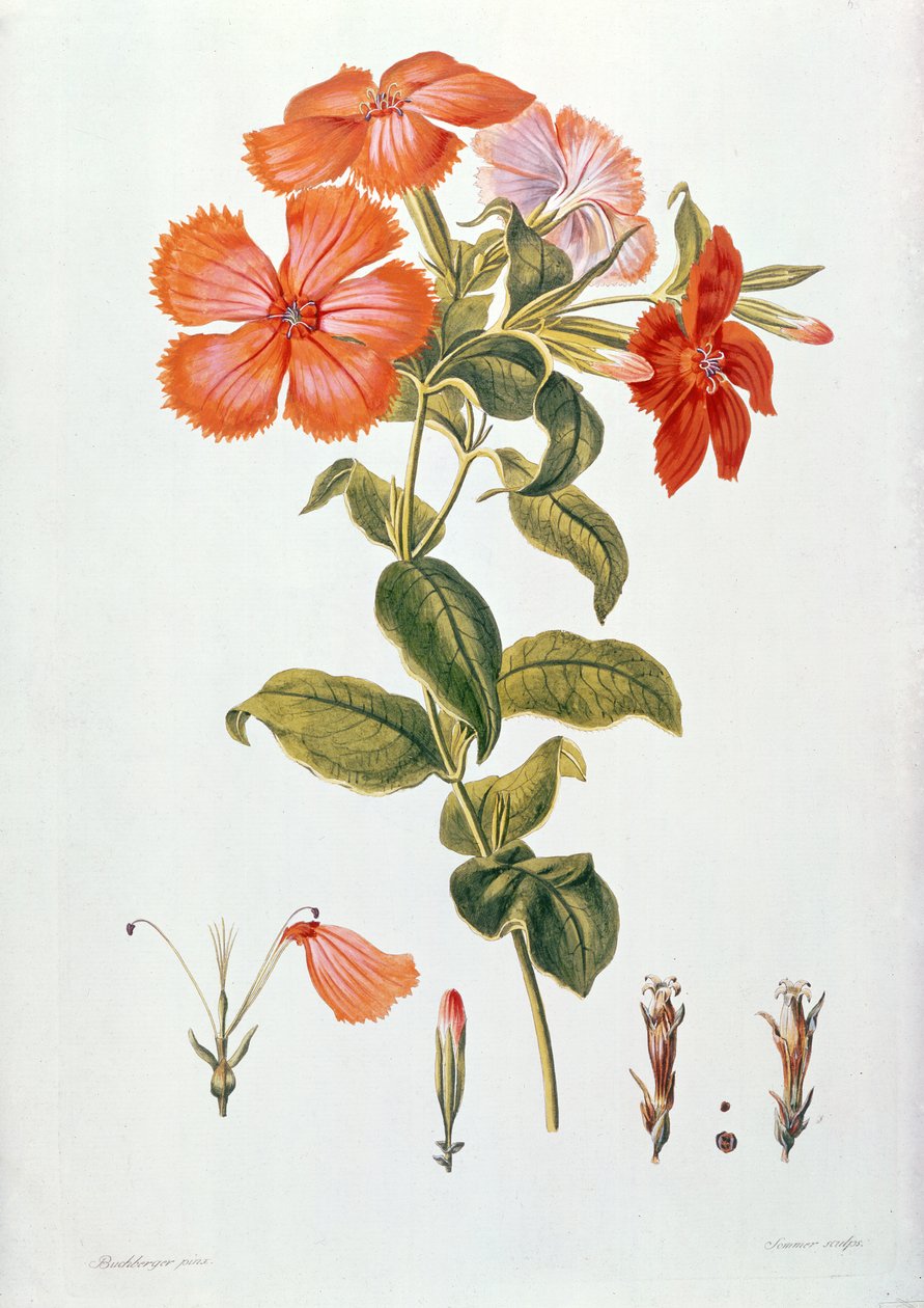 Lychnis coronaria, z „Thesaurus Botanicus”, 1819 autorstwa Leopold Trattinick