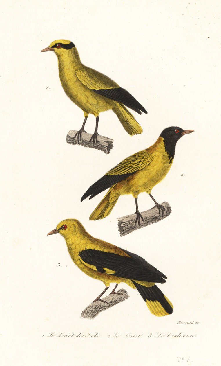 Gatunki wilgi. autorstwa Leopold Massard