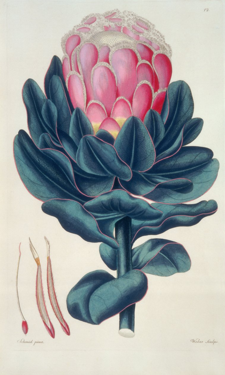 Protea speciosa, Perigonia pistillum (pl.12) z „Thesaurus Botanicus” autorstwa Leopold Trattinick