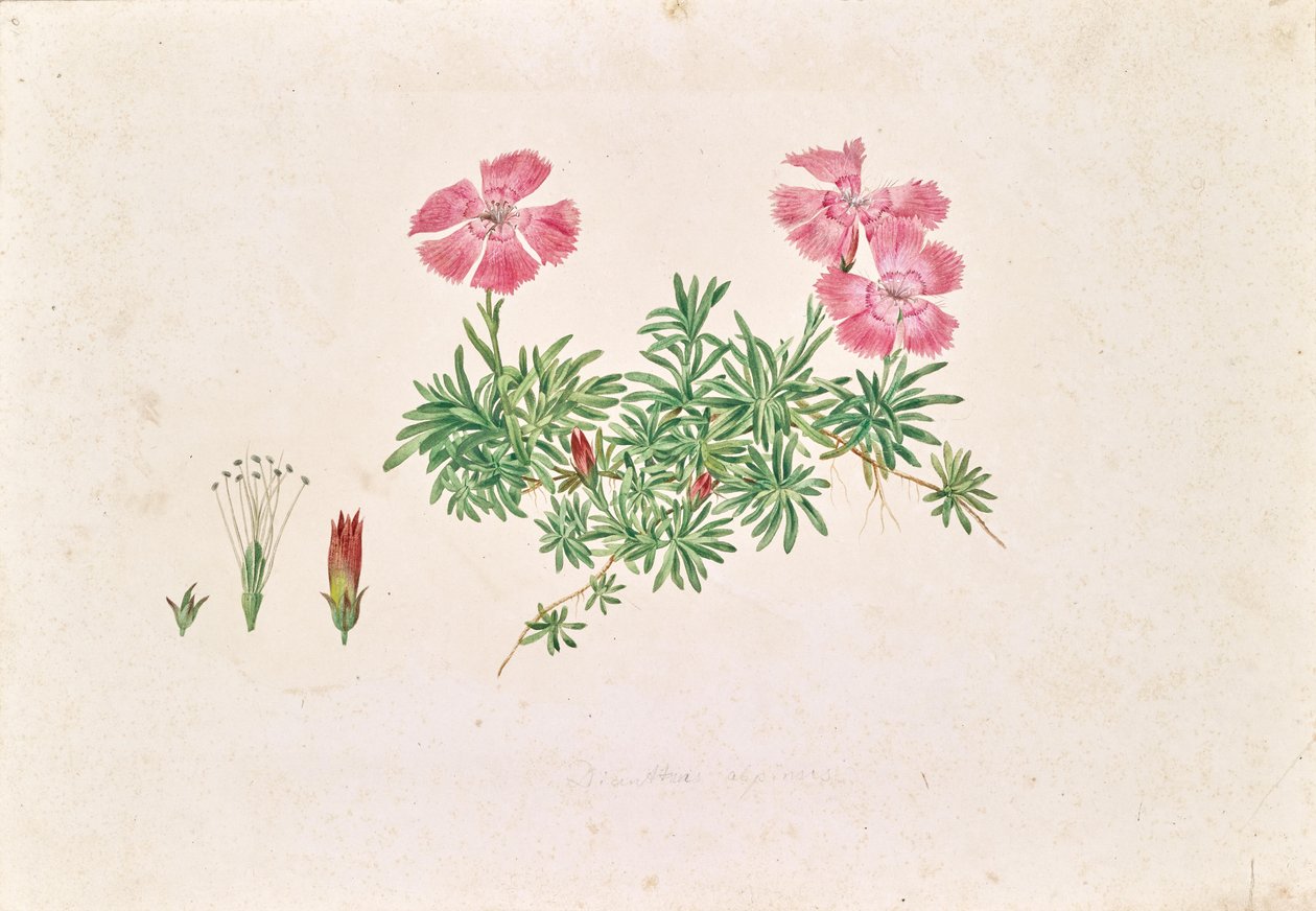 Goździk alpejski (Dianthus alpinus) autorstwa Leopold von Stoll