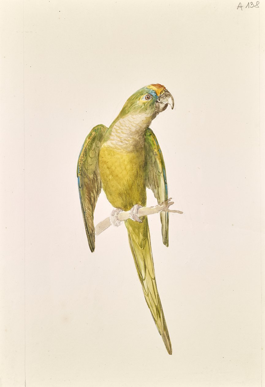 Papuga autorstwa Leopold von Stoll