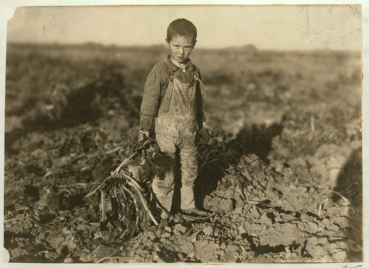 6-letnia Jo ciągnąca buraki cukrowe na farmie niedaleko Sterling, Kolorado, 1915 autorstwa Lewis Wickes Hine