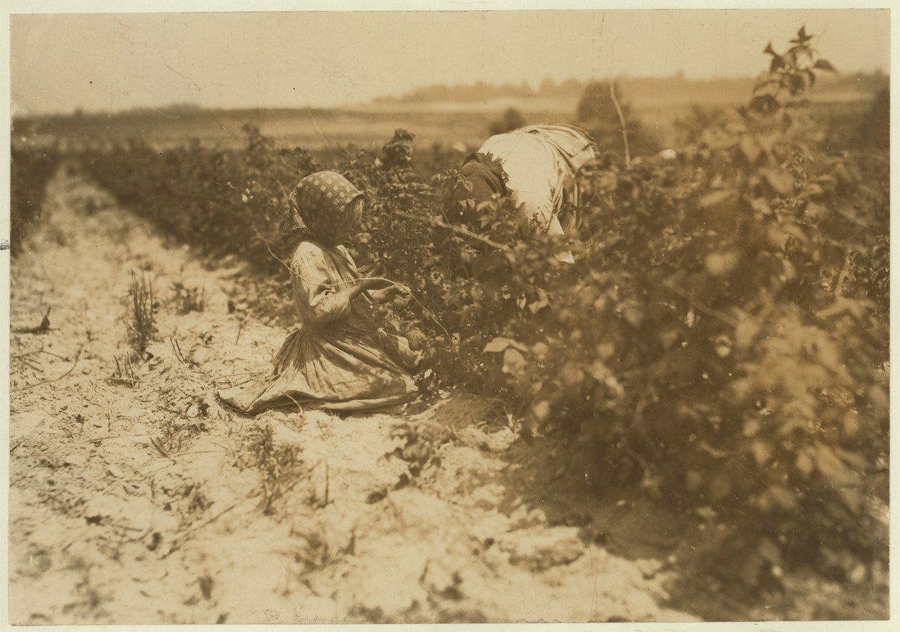 Sześcioletnia Polka zbiera cały dzień jagody z rodziną (Scholtz) w Rock Creek niedaleko Baltimore, Maryland, 1909 autorstwa Lewis Wickes Hine
