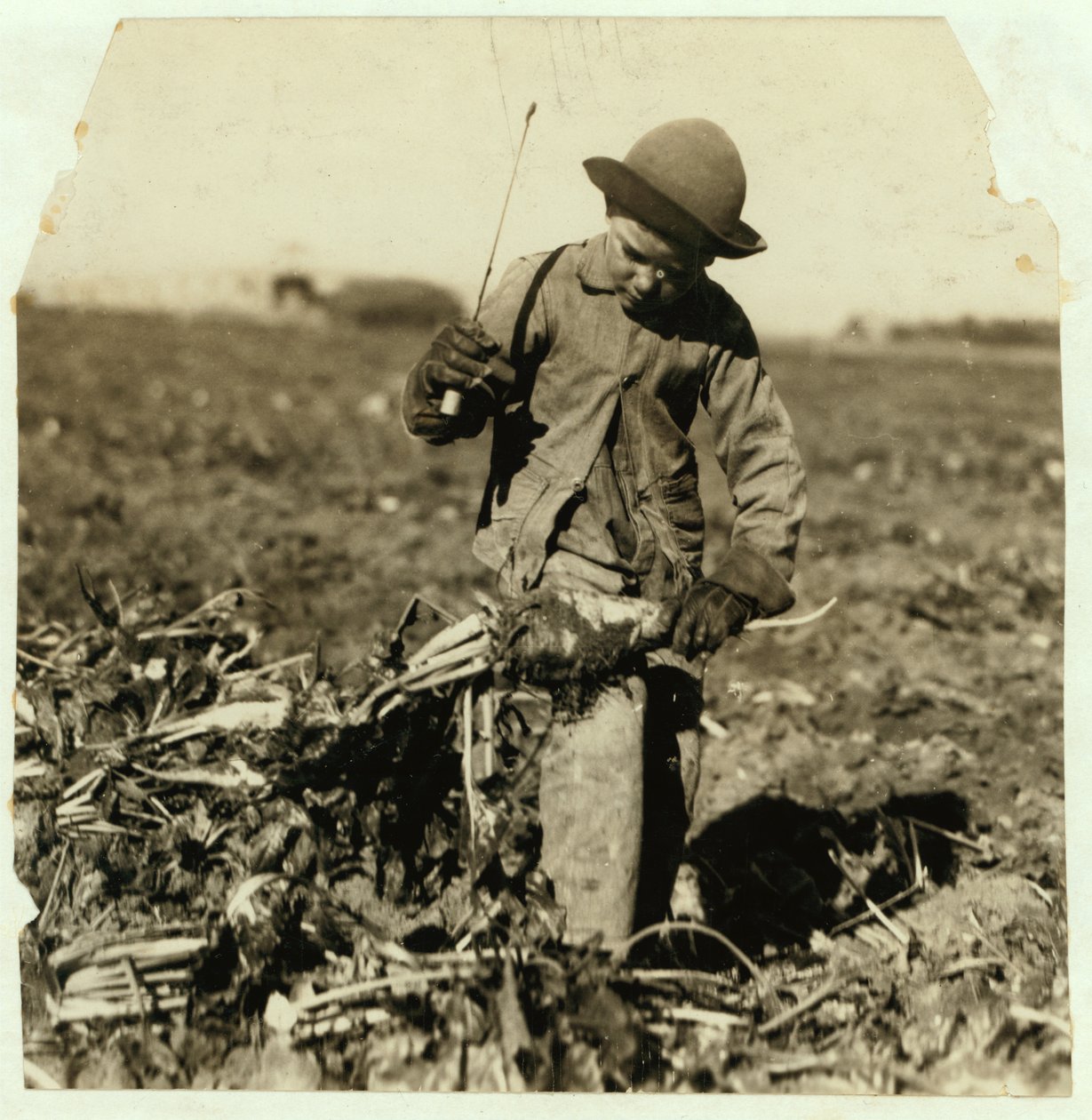 Alex Reiber w wieku 7 lat kontynuuje przycinanie buraków cukrowych po „zahaczeniu” kolana, niedaleko Sterling, Kolorado, 1915 autorstwa Lewis Wickes Hine