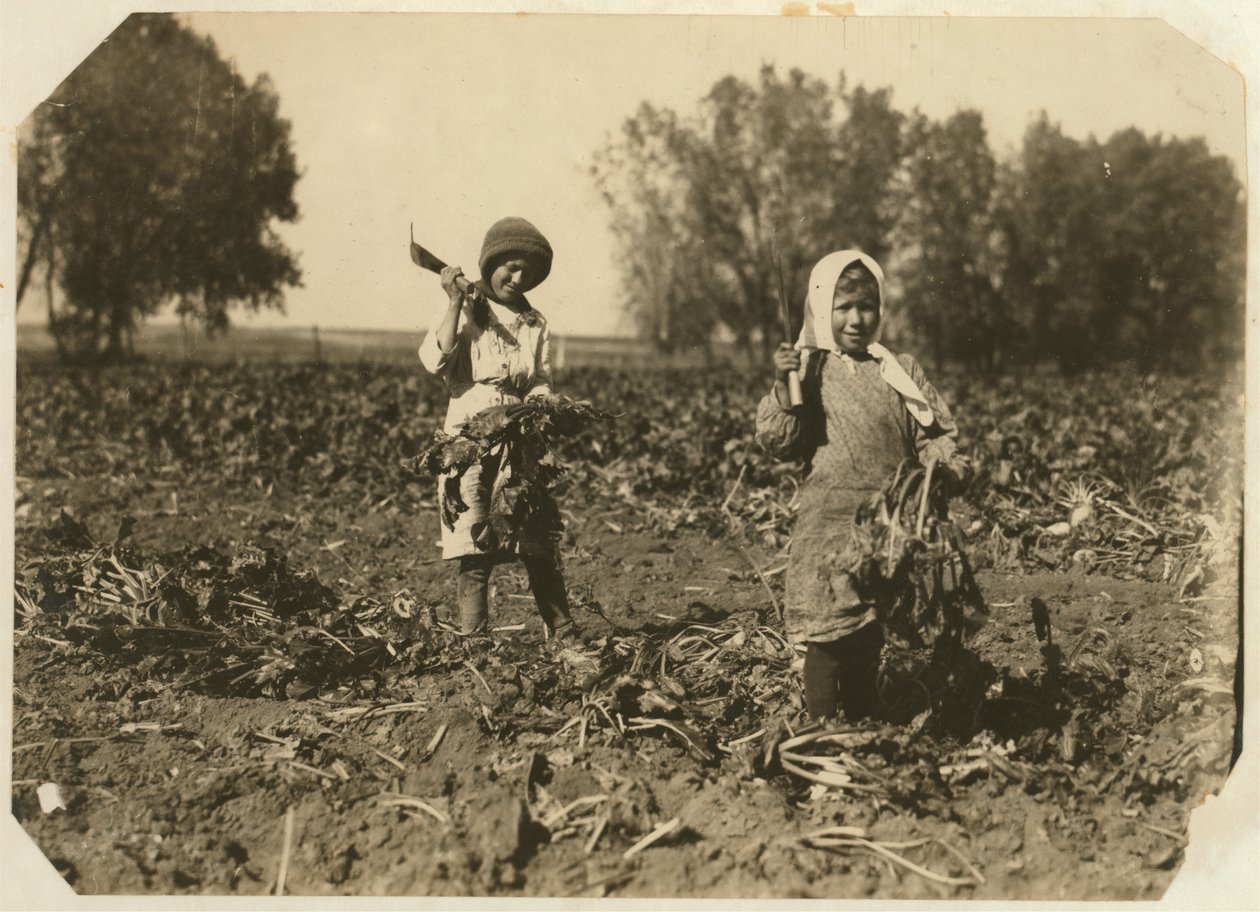 Amelia i Mary Luft, 9 i 12 lat, tnące buraki cukrowe na farmie niedaleko Sterling w stanie Kolorado, 1915 r autorstwa Lewis Wickes Hine