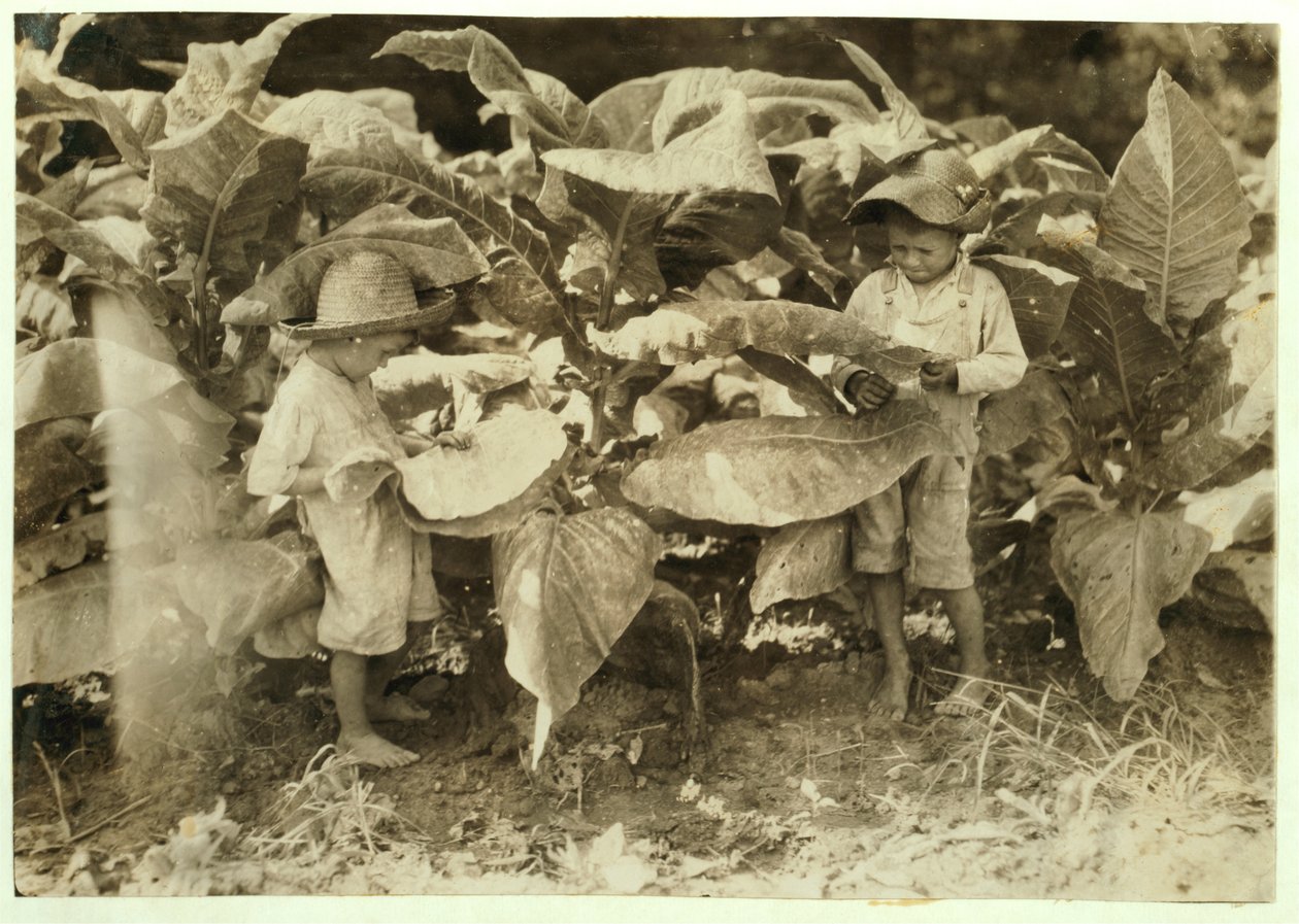 Amos 6 i Horace 4 rośliny dżdżownic i tytoń ssących przez cały dzień dla ich ojca Johna Neala w Warren County, Albaton, Kentucky, 1916 autorstwa Lewis Wickes Hine