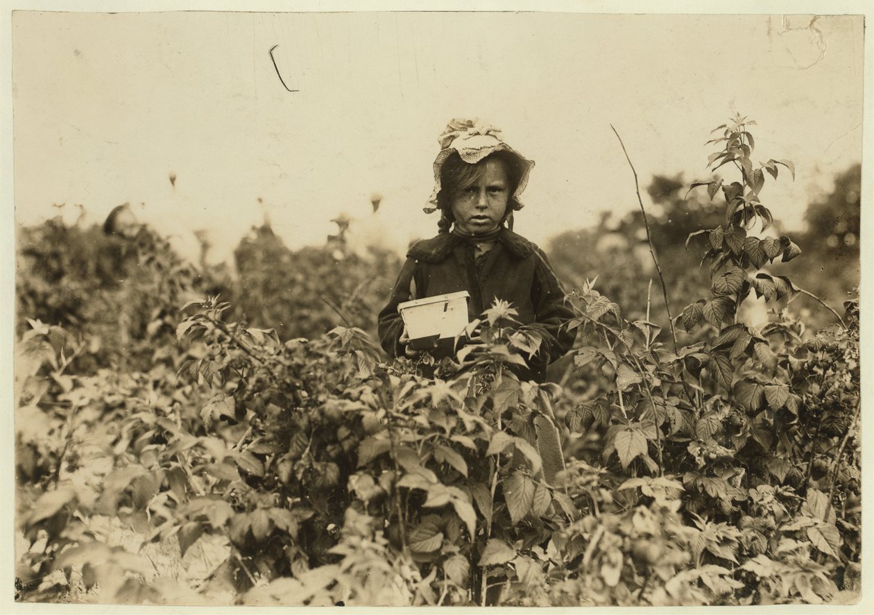 Annie Bissie zbiera jagody na polach w pobliżu Baltimore, Maryland, 1909 autorstwa Lewis Wickes Hine