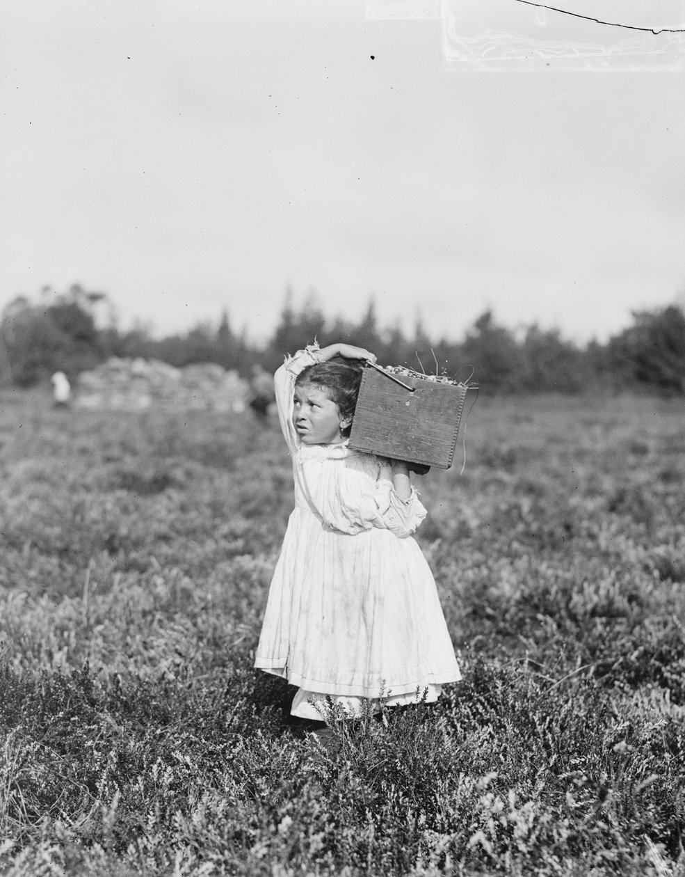 Ośmioletnia Jennie Camillo z Filadelfii zbiera żurawinę w Theodore Budd