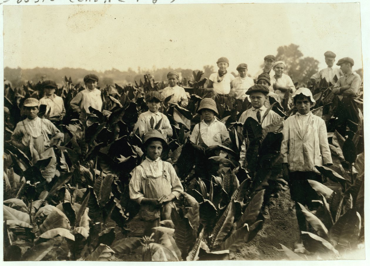 Goodrich Tobacco Farm, niedaleko Gildersleeve, Connecticut, 1917 autorstwa Lewis Wickes Hine