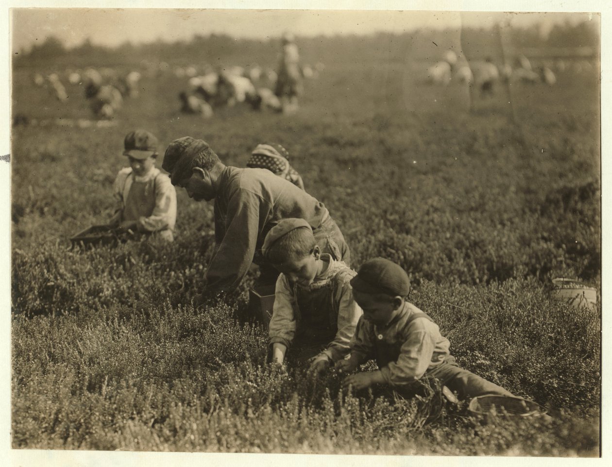 Jo Arnao 3, zbierający żurawiny z bratem 6 i siostrą 9 w Whites Bog, Browns Mills, New Jersey, 1910 autorstwa Lewis Wickes Hine
