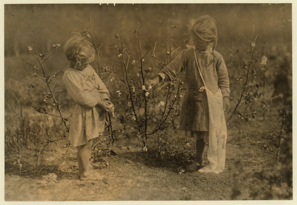 Millie, w wieku 4 lat, zbiera 8 funtów bawełny dziennie, a Nellie 5, zbiera 30 na farmie niedaleko Houston w Teksasie, 1913 autorstwa Lewis Wickes Hine