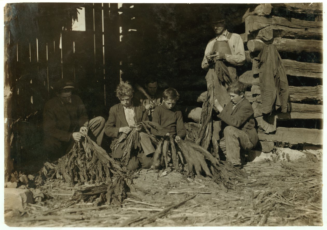 Synowie J.H. Burcha w wieku 12, 14 i 17 lat rozbierający tytoń podczas zajęć szkolnych w Warren County, Rockfield, Kentucky, 1916 r. autorstwa Lewis Wickes Hine