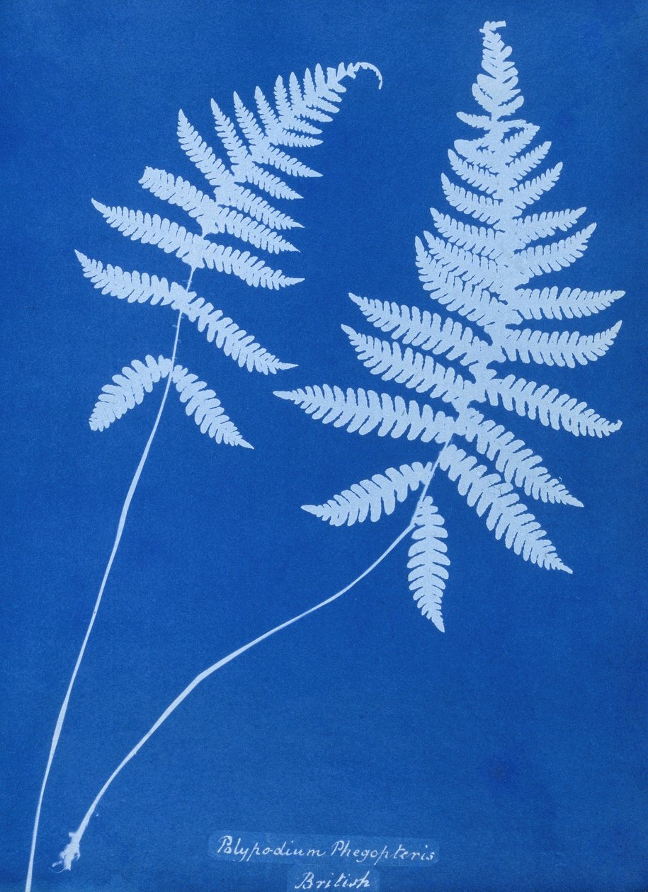 Cyanotyp Polypodium phegopteris autorstwa Unbekannt Unbekannt