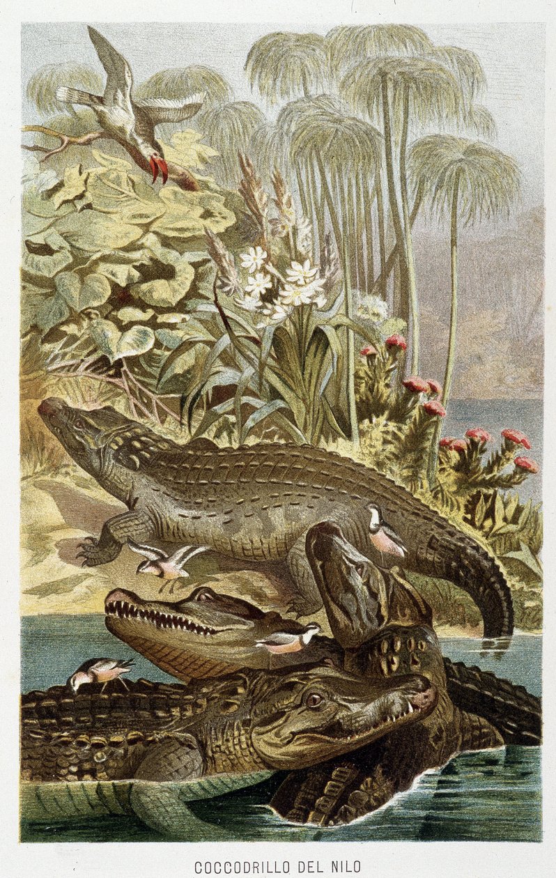 Krokodyle nilowe (crocodylus niloticus) - w „Życiu zwierząt” A.E. Brehm, Turyn autorstwa Unbekannt Unbekannt