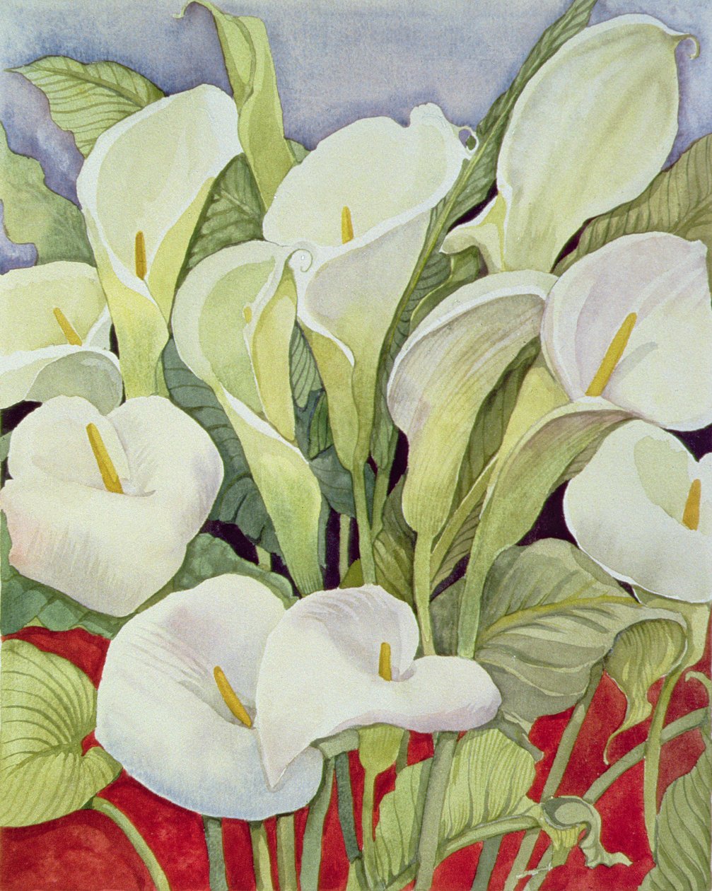 Lilie Arum, 1978 autorstwa Lillian Delevoryas