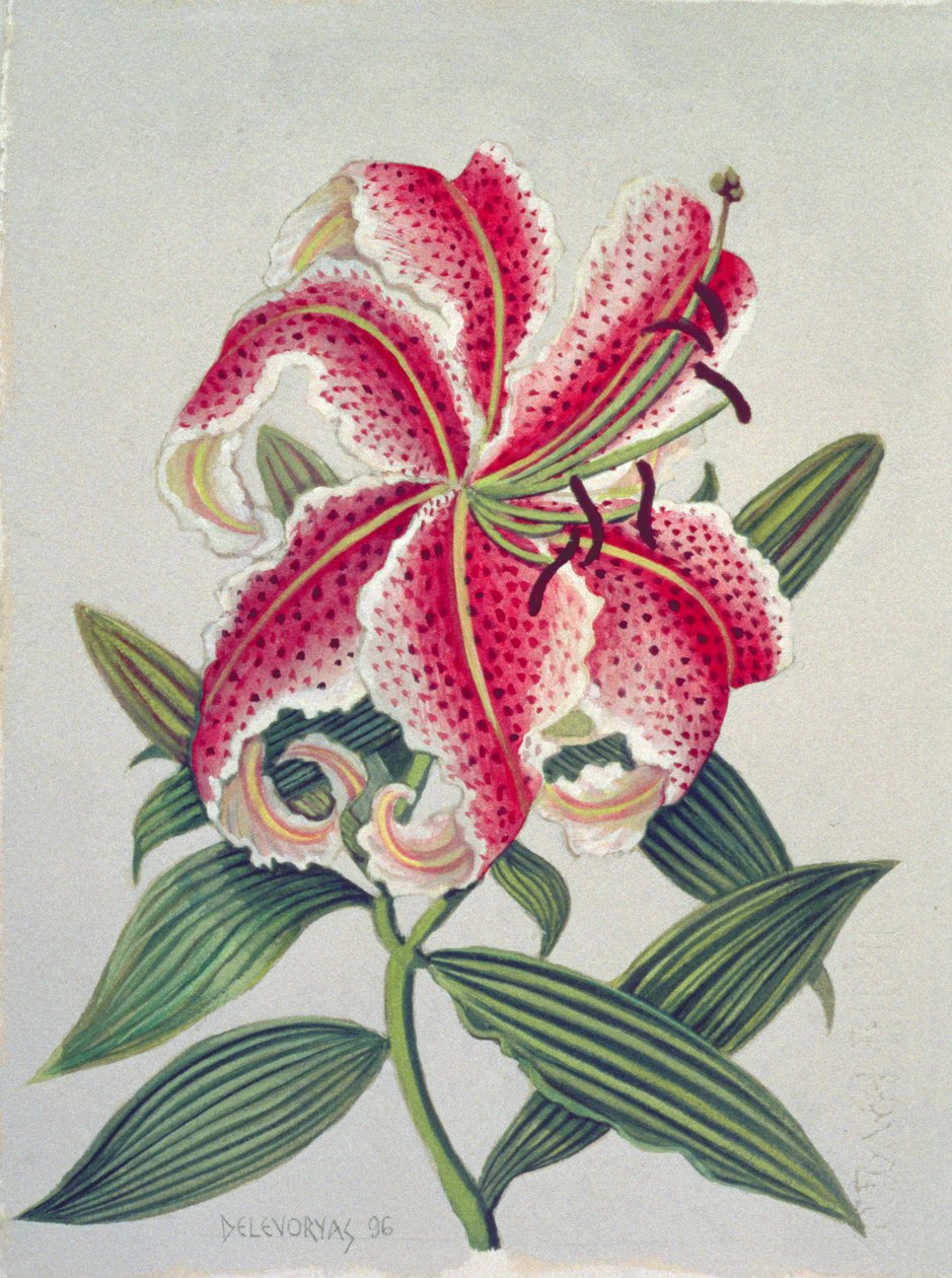 Lilia botaniczna, 1996 (wc na papierze) autorstwa Lillian Delevoryas