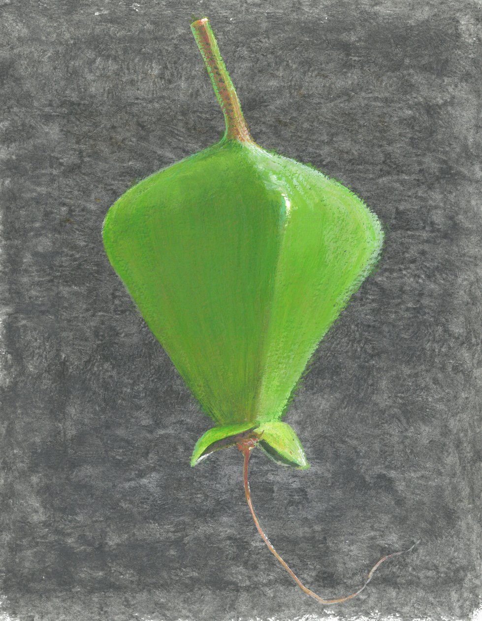 Barringtonia Acutangula (akryl na papierze) autorstwa Lincoln Seligman