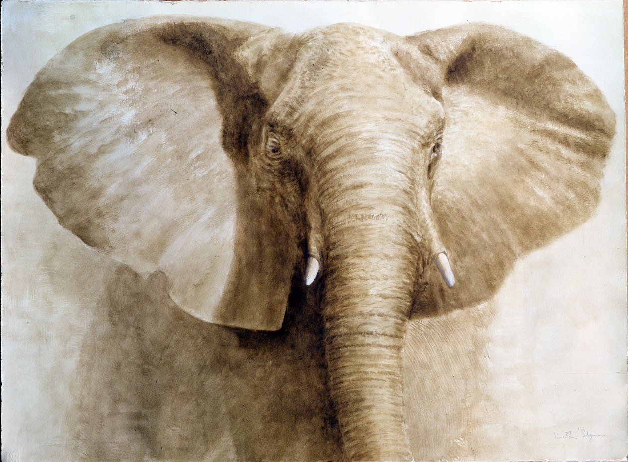 Słoń, 2004 (akryl na papierze) autorstwa Lincoln Seligman