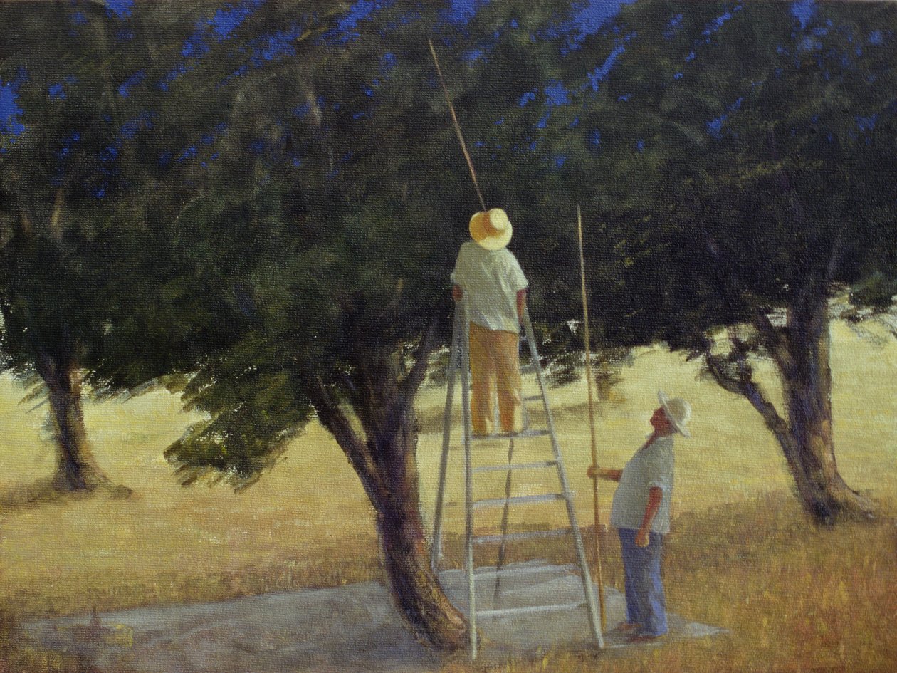 Zbieracze oliwek, 1985 (akryl na płótnie) autorstwa Lincoln Seligman