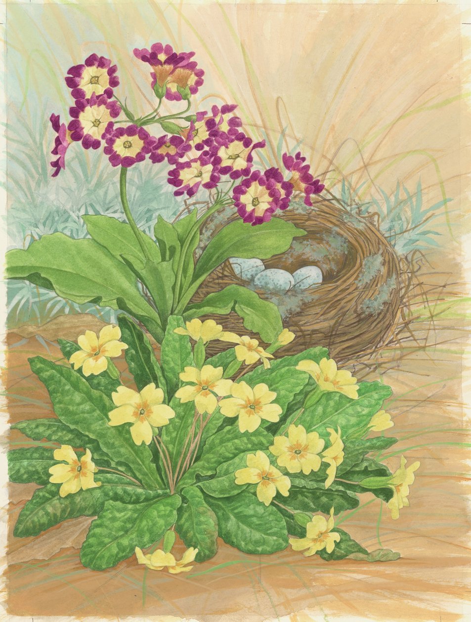 Auricula, Primrose and Nest, 1998 (wc na papierze) autorstwa Linda Benton