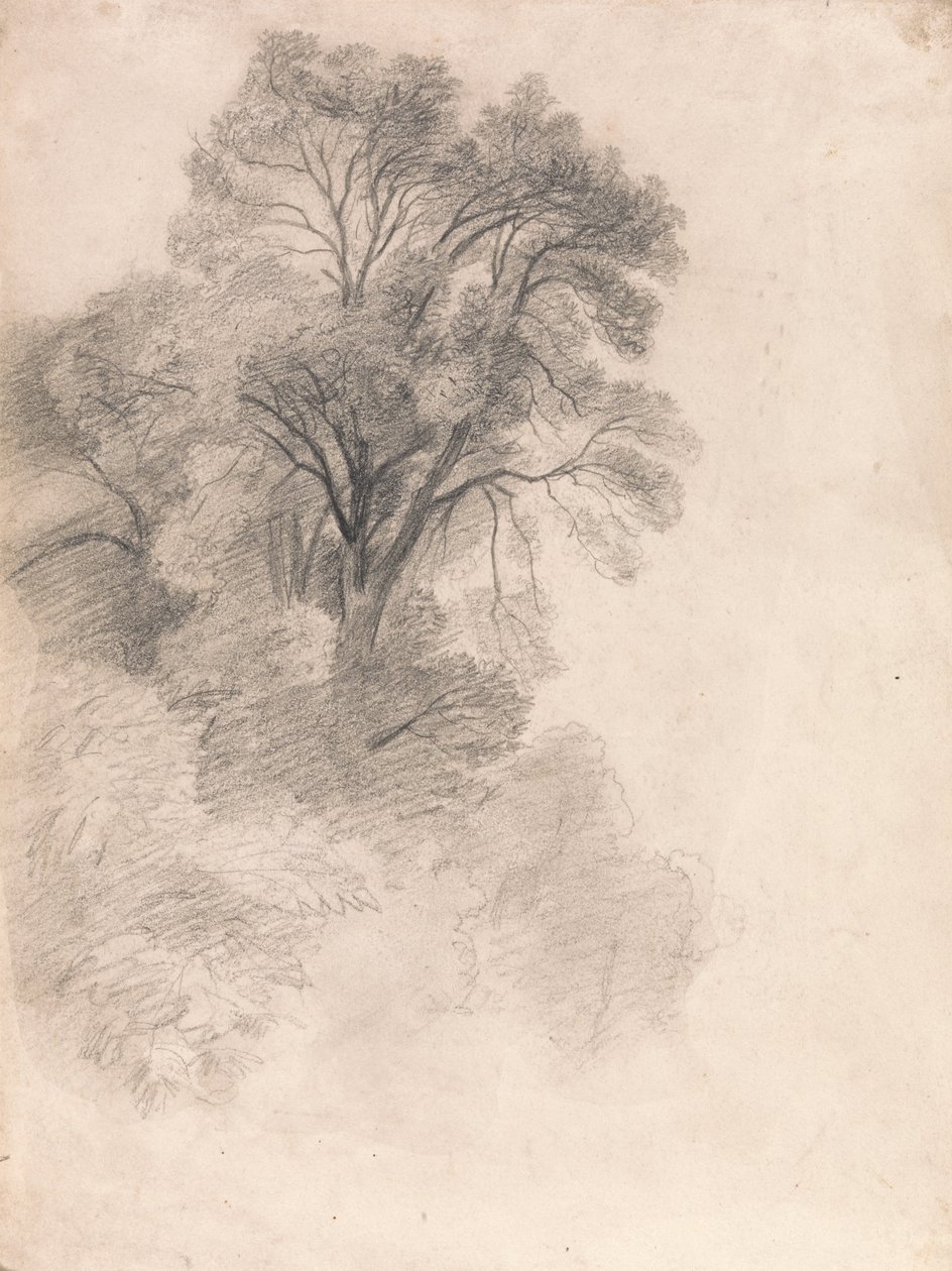 Studium jesionów autorstwa Lionel Constable