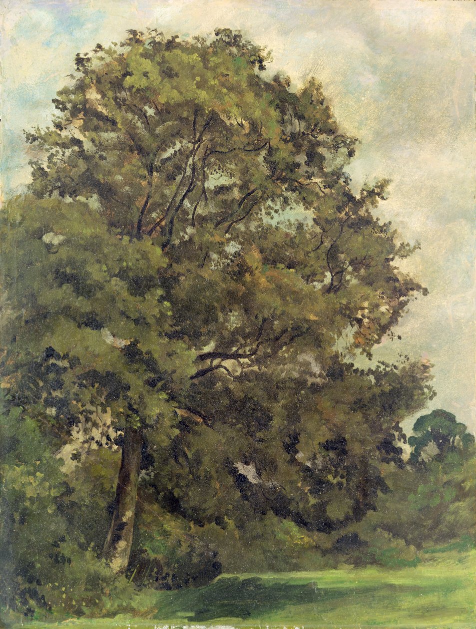 Studium jesionu, ok. 1851 (olej na papierze na panelu) autorstwa Lionel Constable