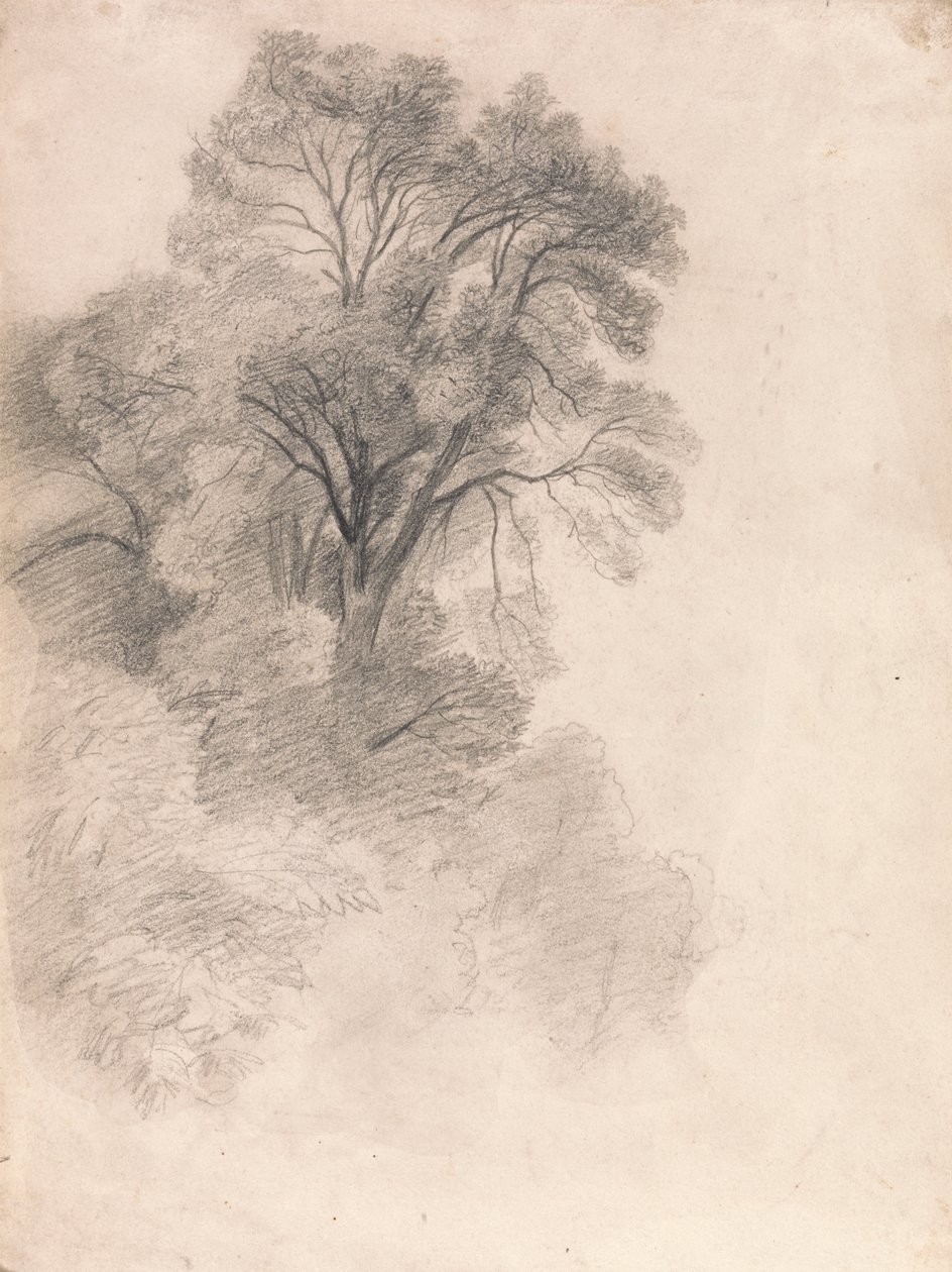Studium jesionów autorstwa Lionel Constable