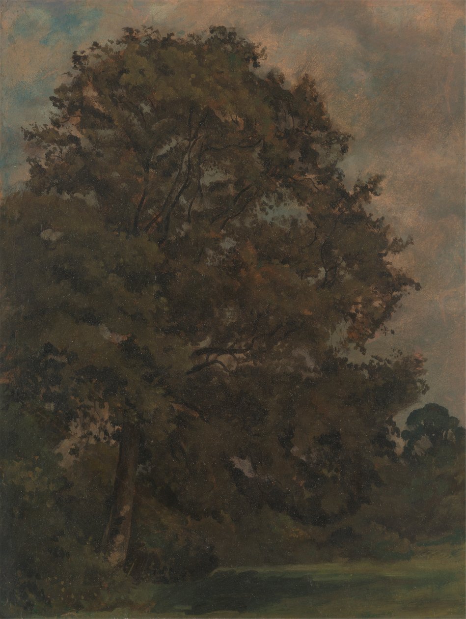 Studium jesionu autorstwa Lionel Constable