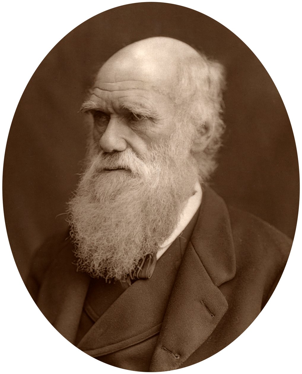 Karol Darwin, 1878. autorstwa Lock and Whitfield