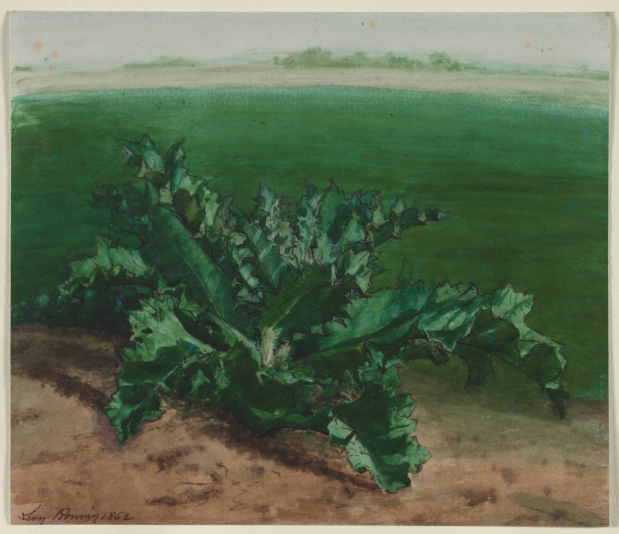 Studium rośliny, prawdopodobnie oset, 1862. autorstwa Léon Bonvin