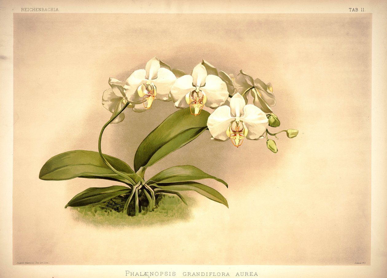 Phalenopsis przyjemny autorstwa London H. Sotheran and Co.
