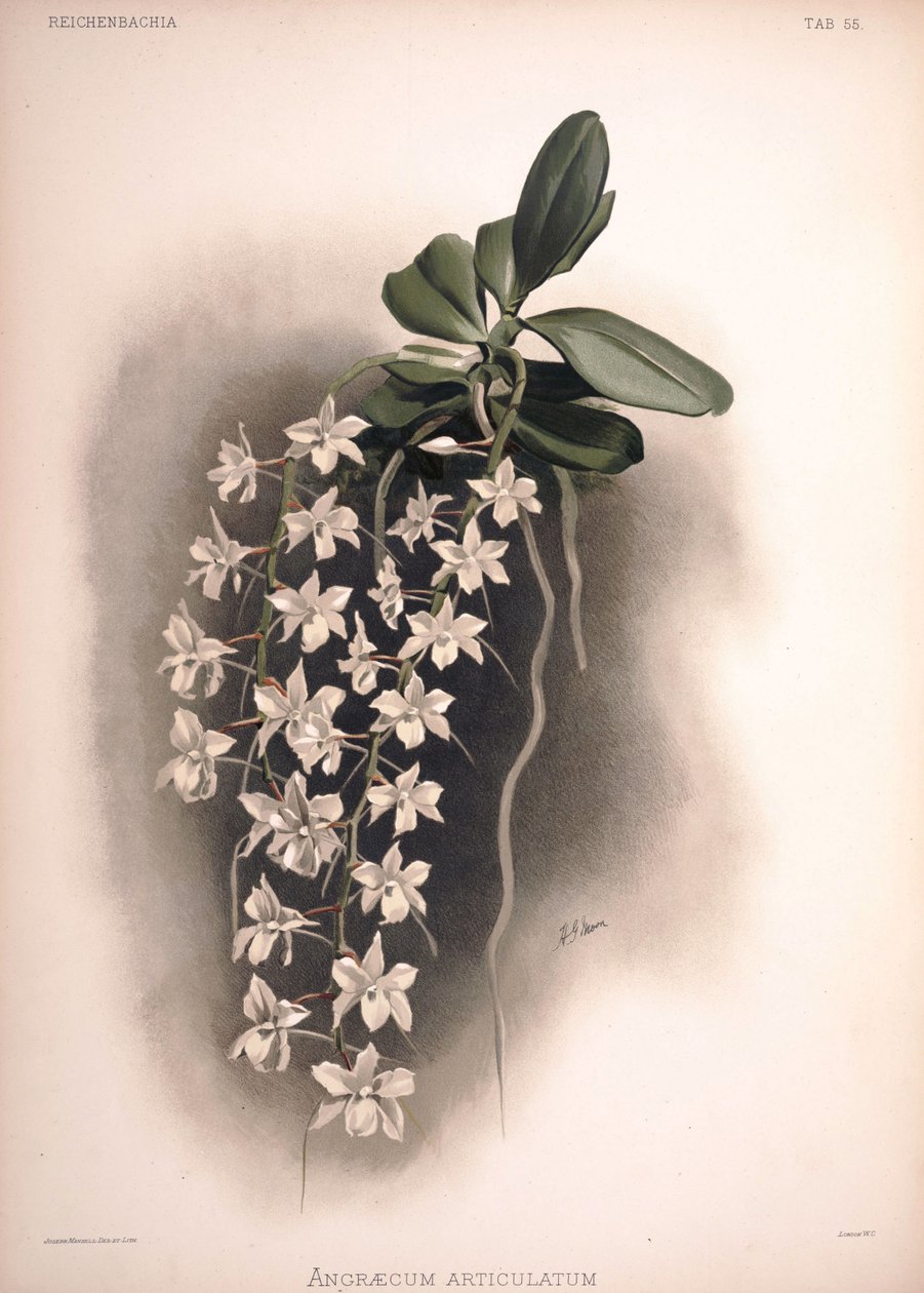 Aerangis articulata, syn..: Angraecum articulatum autorstwa London H. Sotheran and Co.