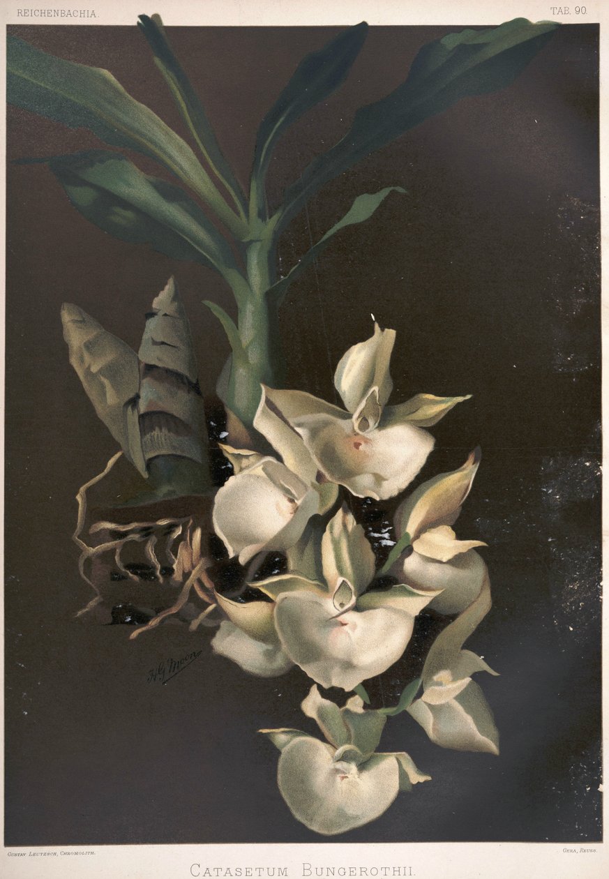 Catasetum pileatum jako syn: Catasetum bungerothii autorstwa London H. Sotheran and Co.