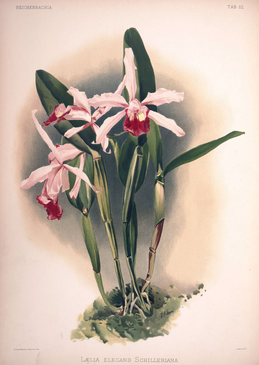 Cattleya × elegans, synonim: Laelia × elegans var. schilleriana autorstwa London H. Sotheran and Co.