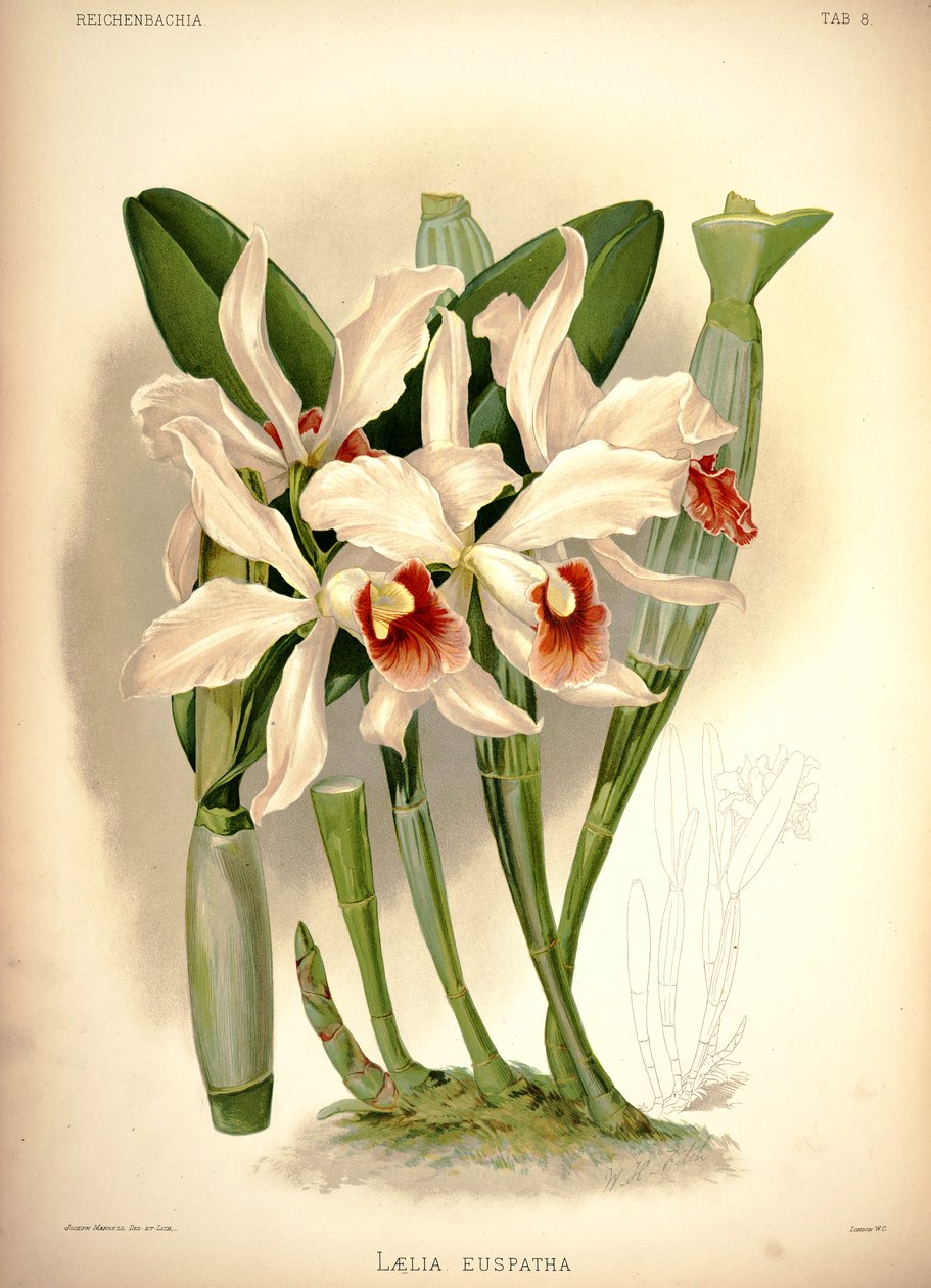 Cattleya × spryskane autorstwa London H. Sotheran and Co.