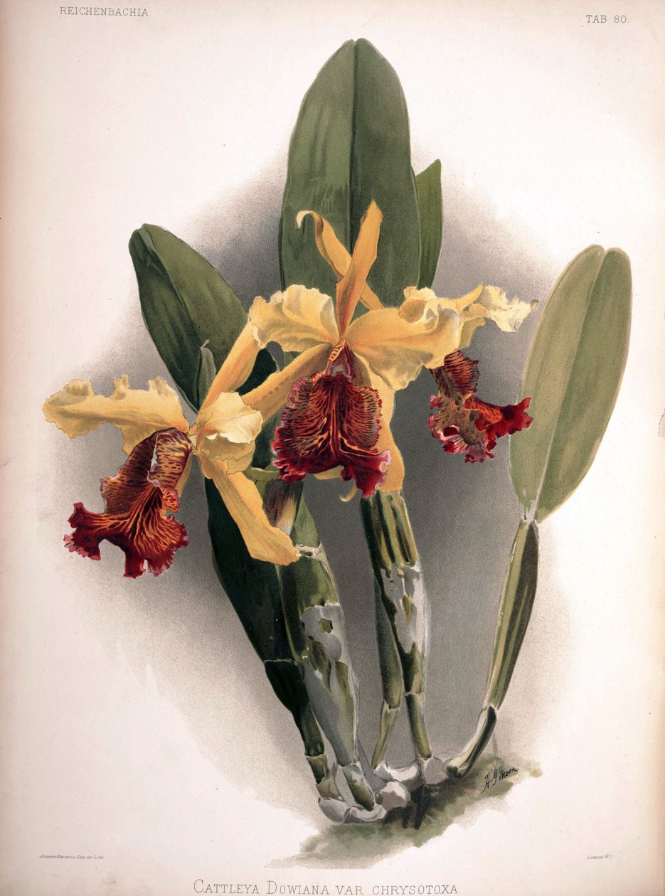 Cattleya dowiana var. aurea jako syn.: Cattleya dowiana var. chryzotoksa autorstwa London H. Sotheran and Co.