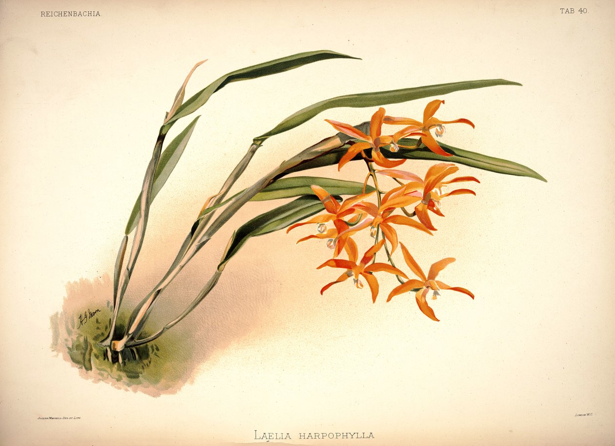 Cattleya harpophylla autorstwa London H. Sotheran and Co.