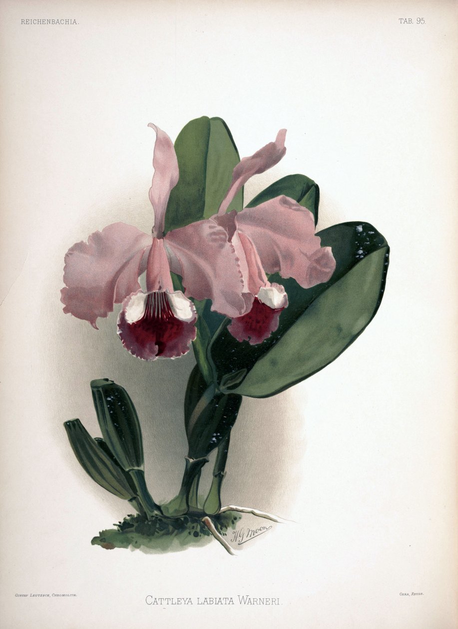 Cattleya warneri jako syn.: Cattleya labiata var. warneri autorstwa London H. Sotheran and Co.