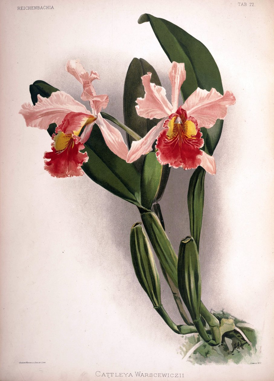 Cattleya warscewiczii autorstwa London H. Sotheran and Co.