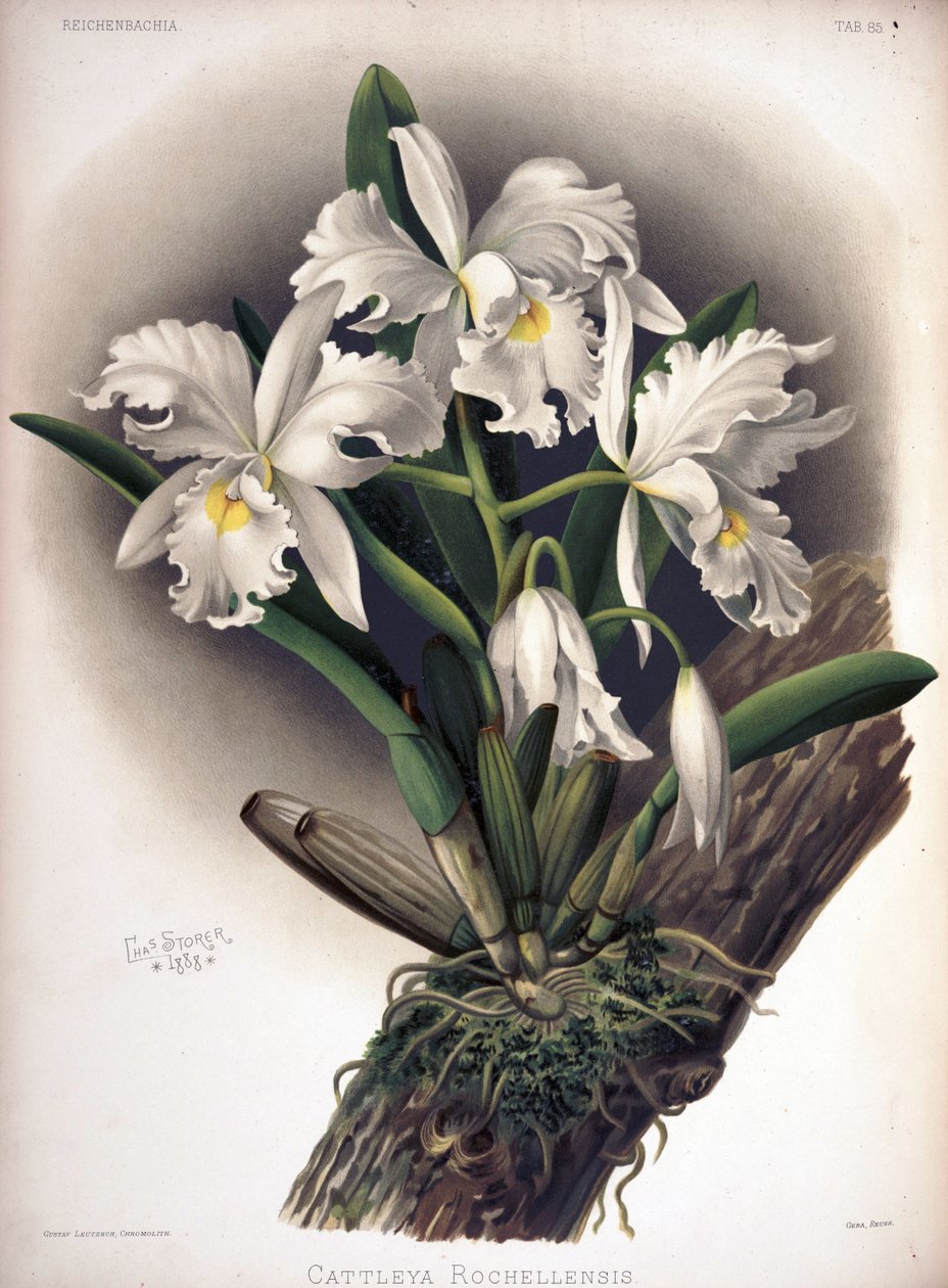 Cattleya warscewiczii as syn: Cattleya warscewiczii f. rochellensis autorstwa London H. Sotheran and Co.