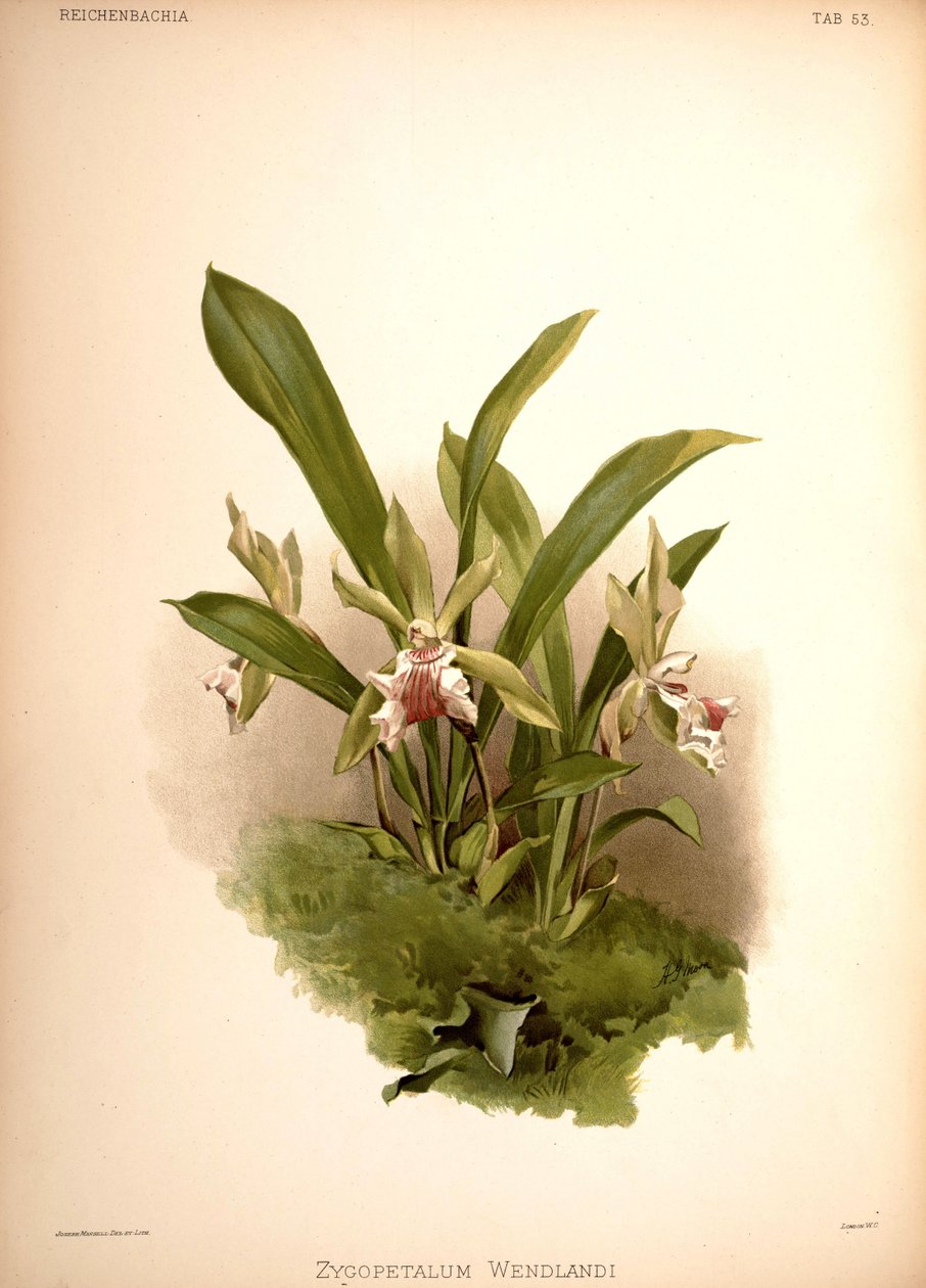 Ślimak aromatyczny, syn.: Zygopetalum wendlandii autorstwa London H. Sotheran and Co.