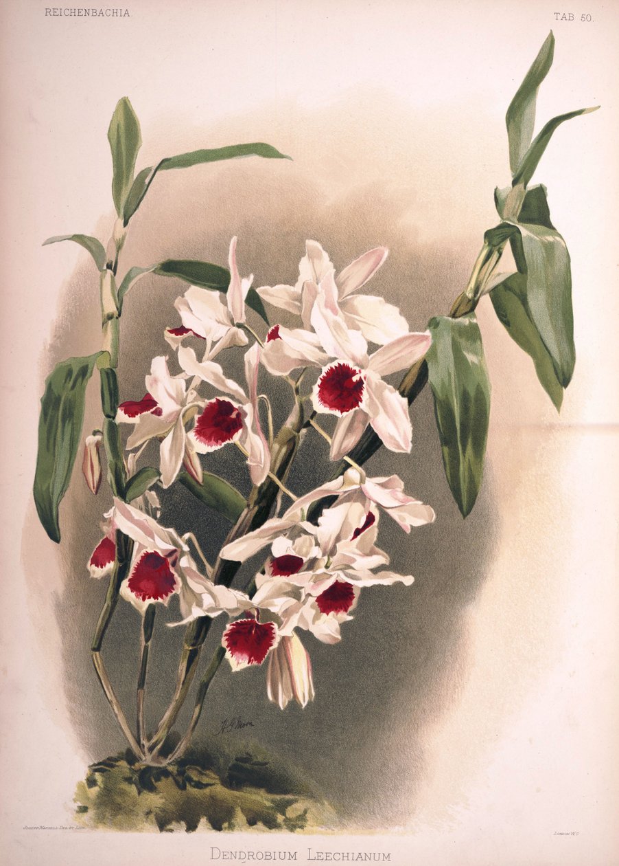 Dendrobium × leechianum autorstwa London H. Sotheran and Co.