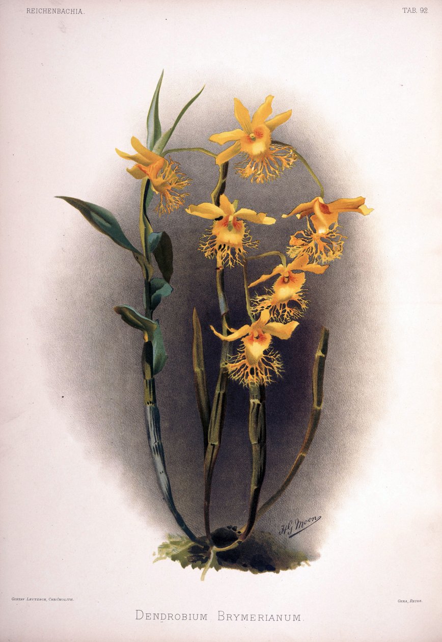 Dendrobium brymerianum autorstwa London H. Sotheran and Co.