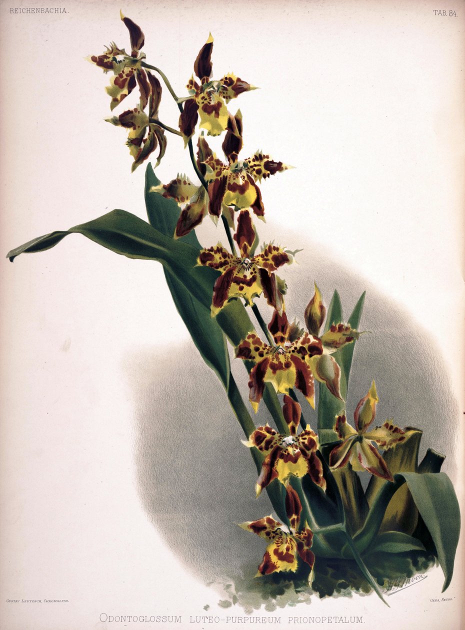 Odontoglossum luteopurpureum autorstwa London H. Sotheran and Co.