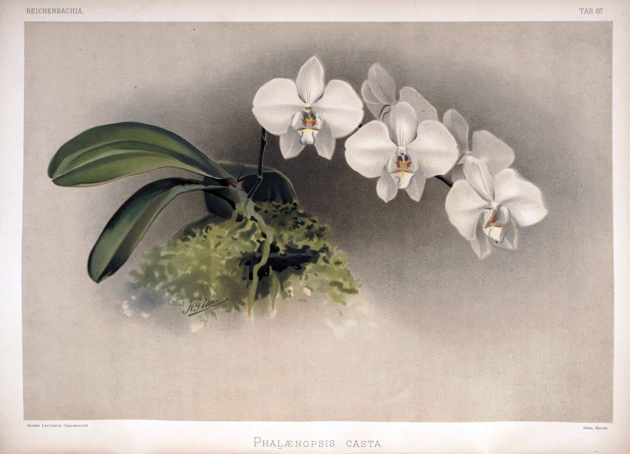 Phalaenopsis × leucorrhoda jako syn autorstwa London H. Sotheran and Co.