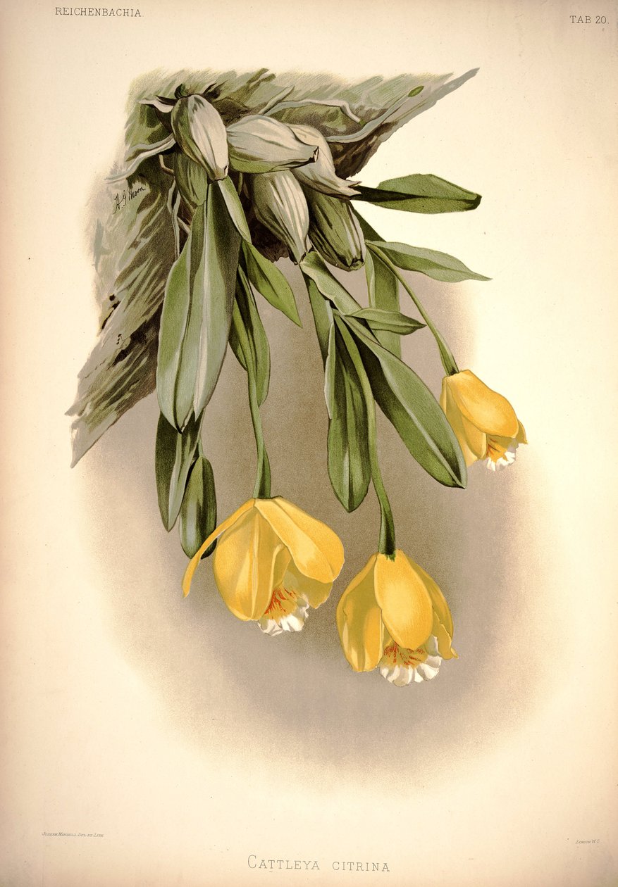 Prosthechea citrina   (jako: Cattleya citrina) autorstwa London H. Sotheran and Co.