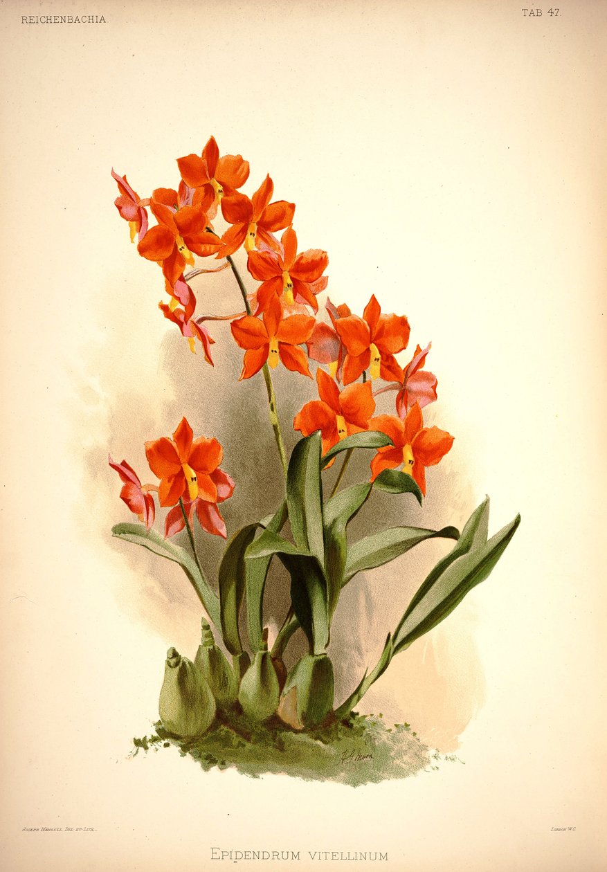Dodałem Vitellins autorstwa London H. Sotheran and Co.