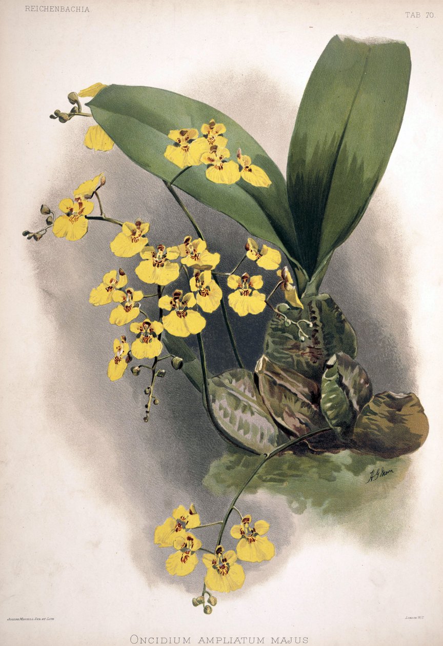 Rossioglossum amplifikowany jako syn.: Oncidium ampliatum var. większy autorstwa London H. Sotheran and Co.