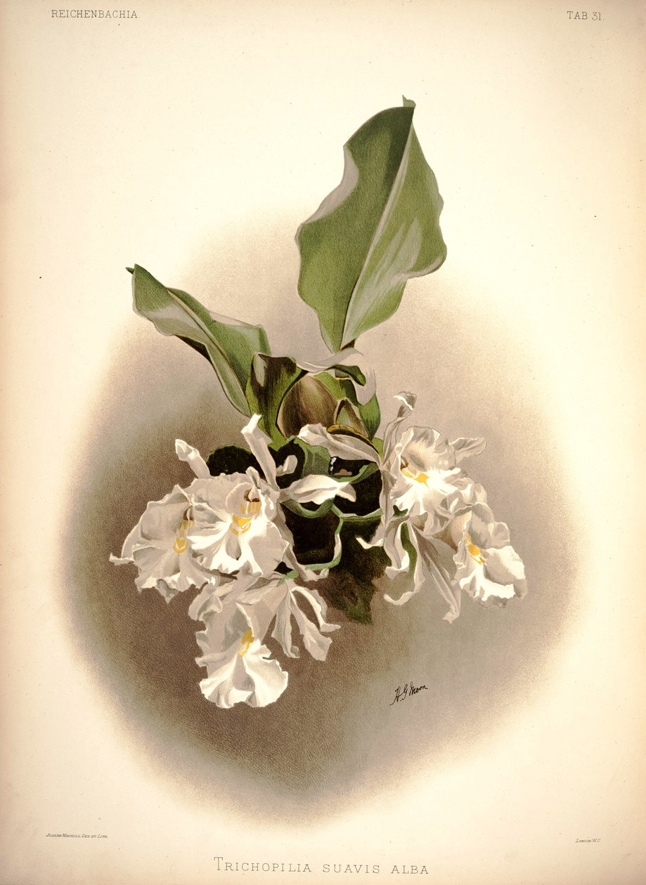 Trichopolis autorstwa London H. Sotheran and Co.
