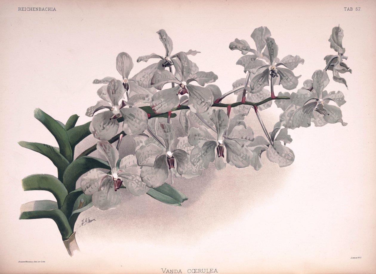 Vanda coerulea autorstwa London H. Sotheran and Co.